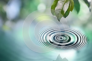 Green leaves with water drop