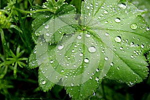 Zelené listy voda kvapky 