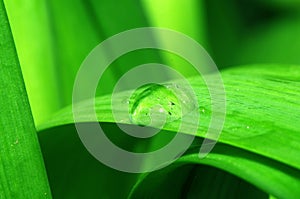 Green leaves and water drops