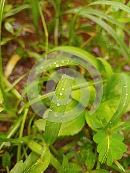 Green leaves with water drops closeup photo