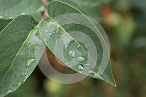 Green leaves with water drops. Macro dew drop leaf on blur background.