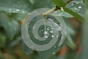 Green leaves with water drops. Macro dew drop leaf on blur background.