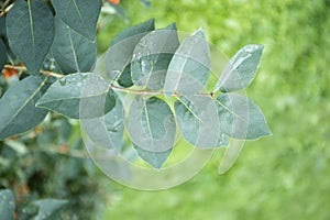 Green leaves with water drops. Macro dew drop leaf on blur background.