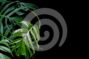 Green leaves with water drops of Monstera plant growing in wild, the tropical forest plant, evergreen vine on black background.