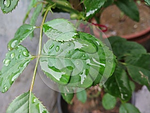 Green leaves  water drops plants
