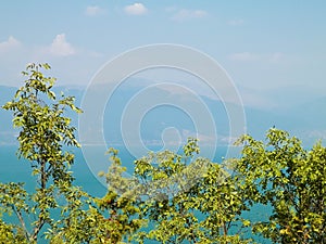 Green leaves and water of Lake Prespa in background