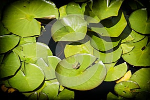 Green leaves of water lily and frog