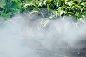 Green leaves of water plant and fog, abstract nature environment background