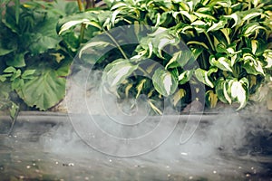 Green leaves of water plant and fog, abstract nature environment background