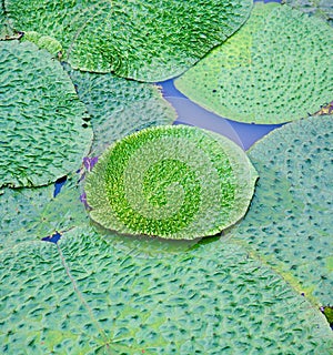 Green leaves of water plants in a lake