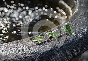 Green leaves on water sink with sun light