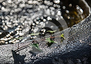 Green leaves on water sink with sun light