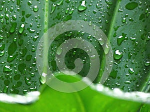 Green leaves with waterdrop after rain