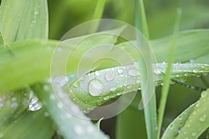 Green leaves with waterdrops