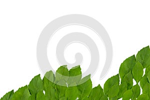 Green leaves wave on white background