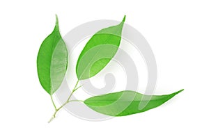 Green leaves on a white