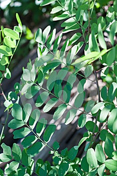 Green leaves of white acacia.
