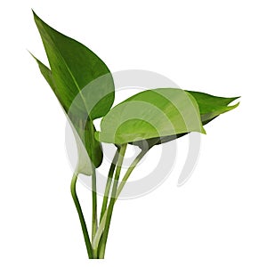 Green leaves with white background