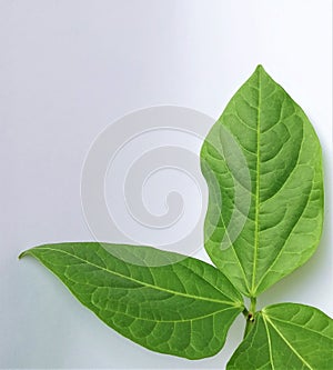 Green leaves on the white background