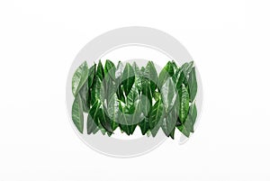 Green leaves on a white background