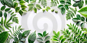 Green leaves on white background as botanical frame flatlay, eco design and spring nature flat lay concept photo