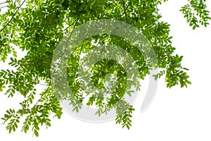 Green leaves on white background with clipping path