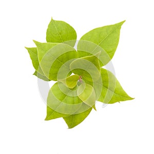 Green leaves on white background with clipping-path