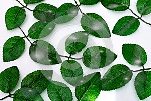 green leaves on white background frame isolated object white background
