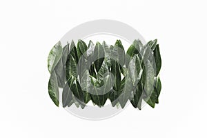 Green leaves on a white background. Minimalistic, eco, eco-friendly, creative concept
