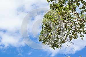 Green leaves on white and blue cloud-sky background