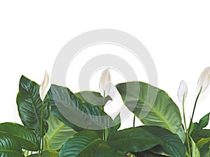 Green leaves and white flower isolated over white background