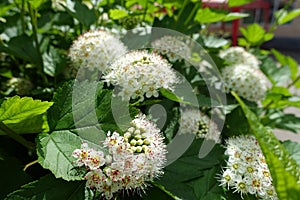 Green leaves and white flowers of Physocarpus opulifolius