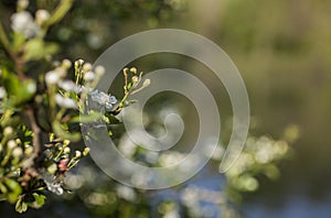 Green leaves and white flowers - spring in London, England, the UK.