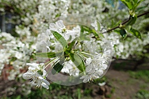 Green leaves and white flowers of sweet cherry on peduncles