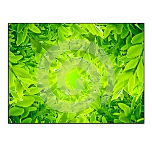 Green Leaves in White Frame