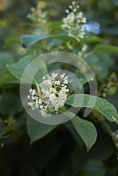 Green leaves and white inflorescence of Fallopia