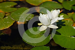 Green leaves and white lotus flowers in the pond on the water