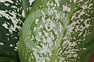 Green leaves with white spots