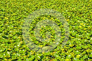 Green leaves of white water lily on a lake water surface