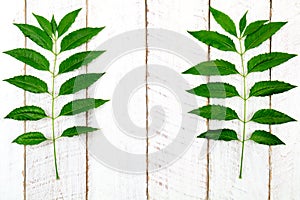 Green leaves on a white wooden background