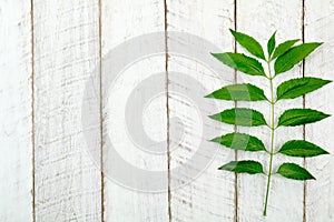 Green leaves on a white wooden background