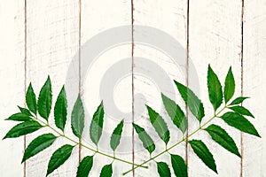 Green leaves on a white wooden background