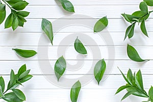 Green leaves on a white wooden background. Place for text, top view