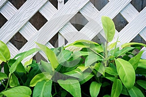 Green leaves on white wooden lath