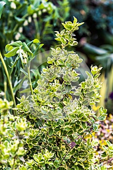 Green leaves with white, yellowish edges