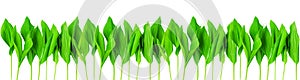 Green leaves wide border white background isolated closeup, fresh grass frame, herbal illustration, natural foliage pattern