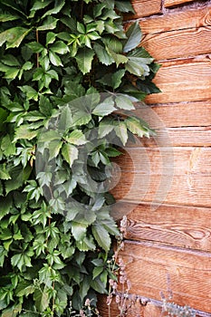 Green leaves of the wild grapes on natural wooden background