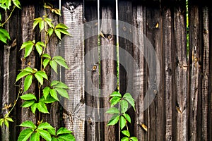 Green leaves of the wild grapes on vintage wooden background wit