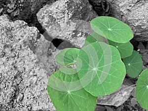 Green leaves of a wild plant growing between the stones or rocks in black and white background. Life hope persistence concept.