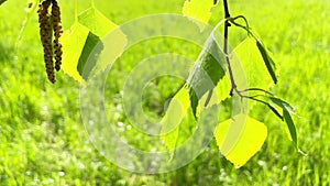 Green leaves on wind with green grass